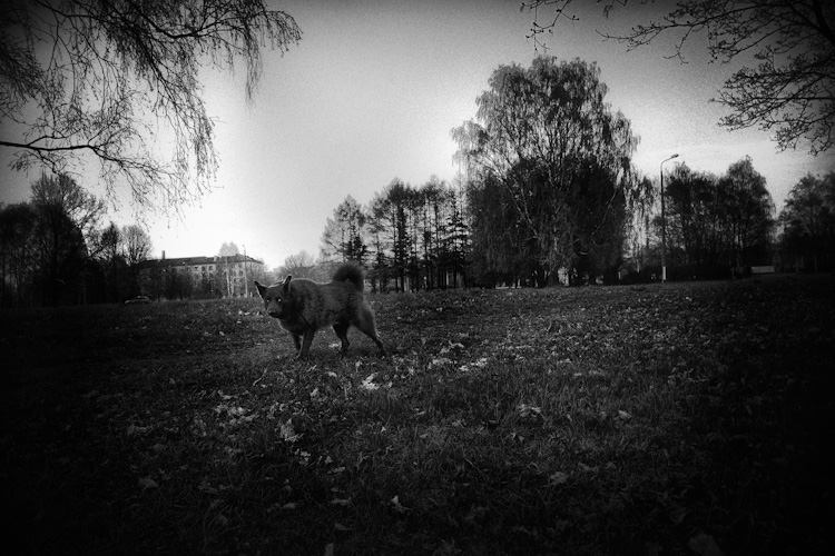 Роман Дриц. Auftakt